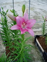 [1700 Carona VH No02.JPG]